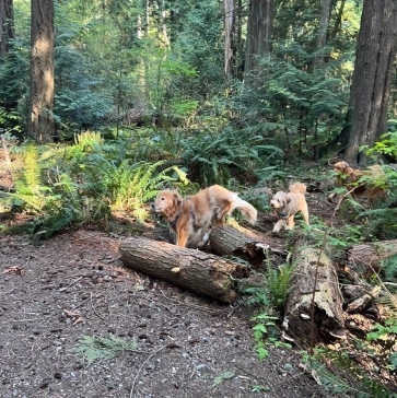 Pacific-Spirit-Regional-Park-img10