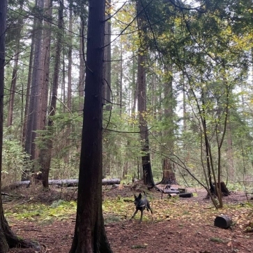 Pacific-Spirit-Regional-Park-img20