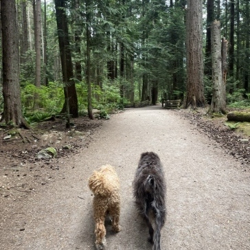 Pacific-Spirit-Regional-Park-img29