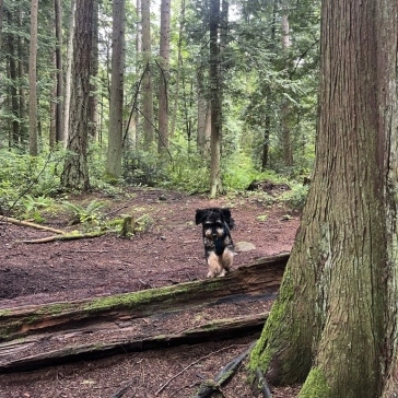 Pacific-Spirit-Regional-Park-img6