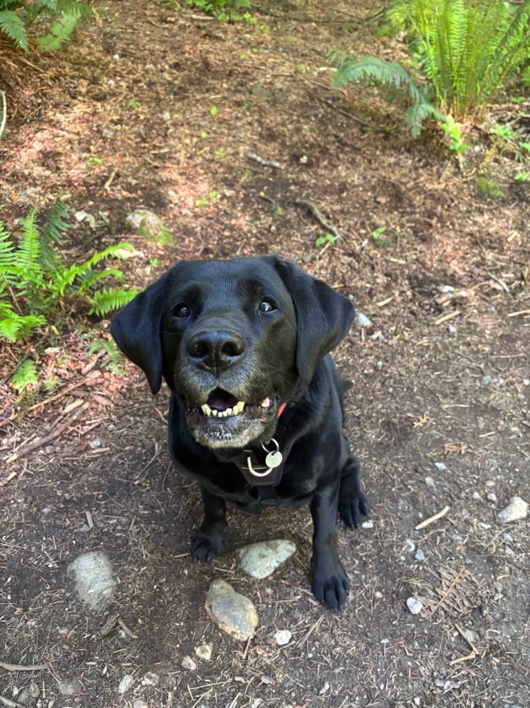 Willow profile picture